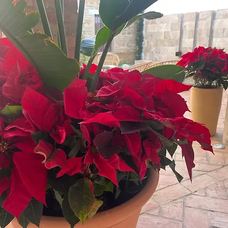 Corazon 23 科爾多瓦