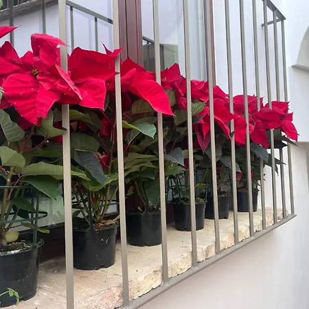 Corazon 23 * Kordoba