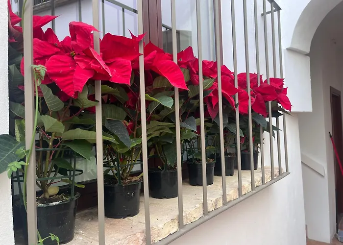 Corazon 23 * Кордова